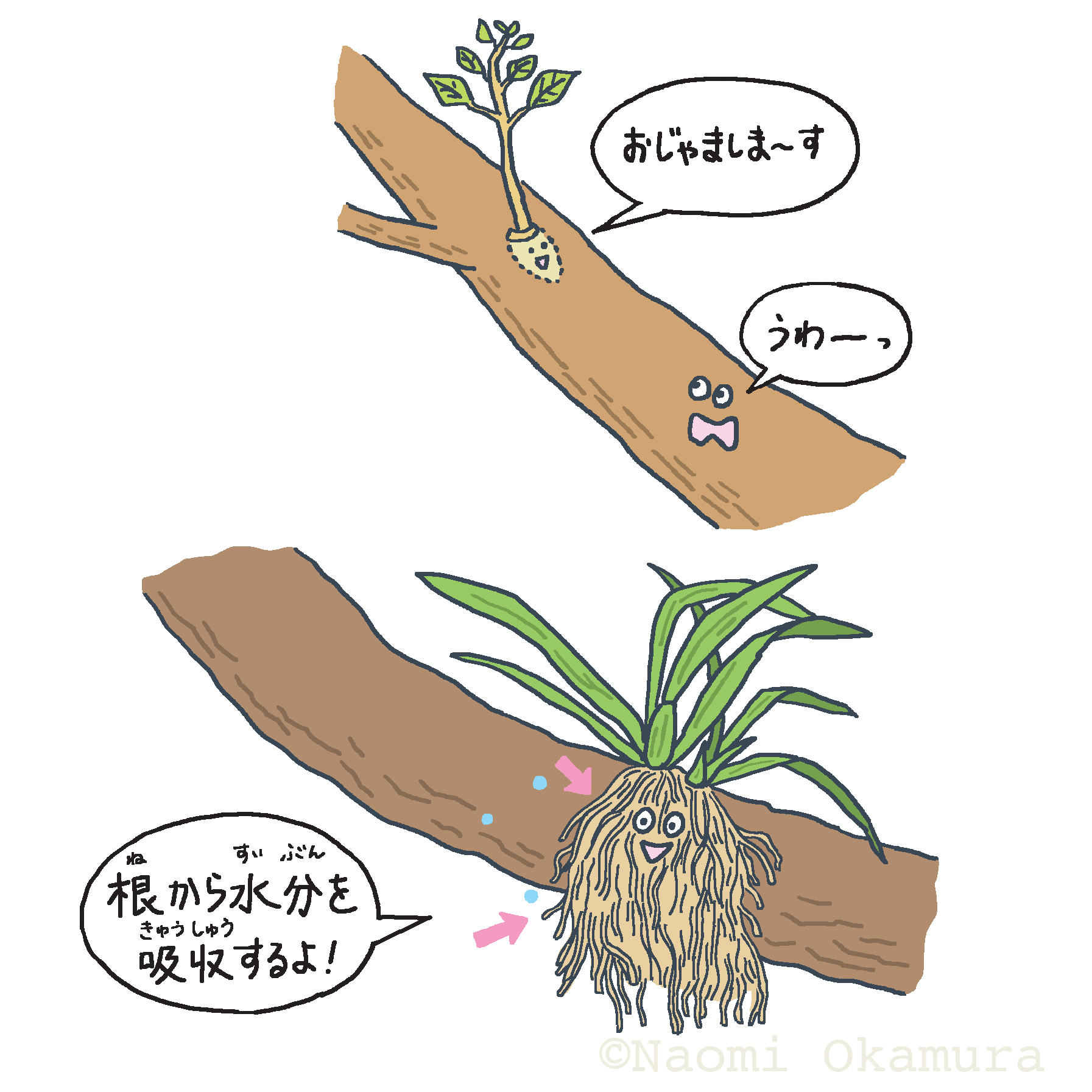 ずかん　根っこ