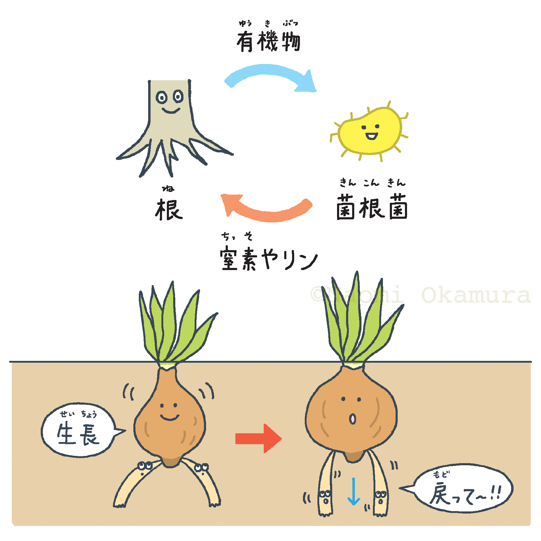 ずかん　根っこ