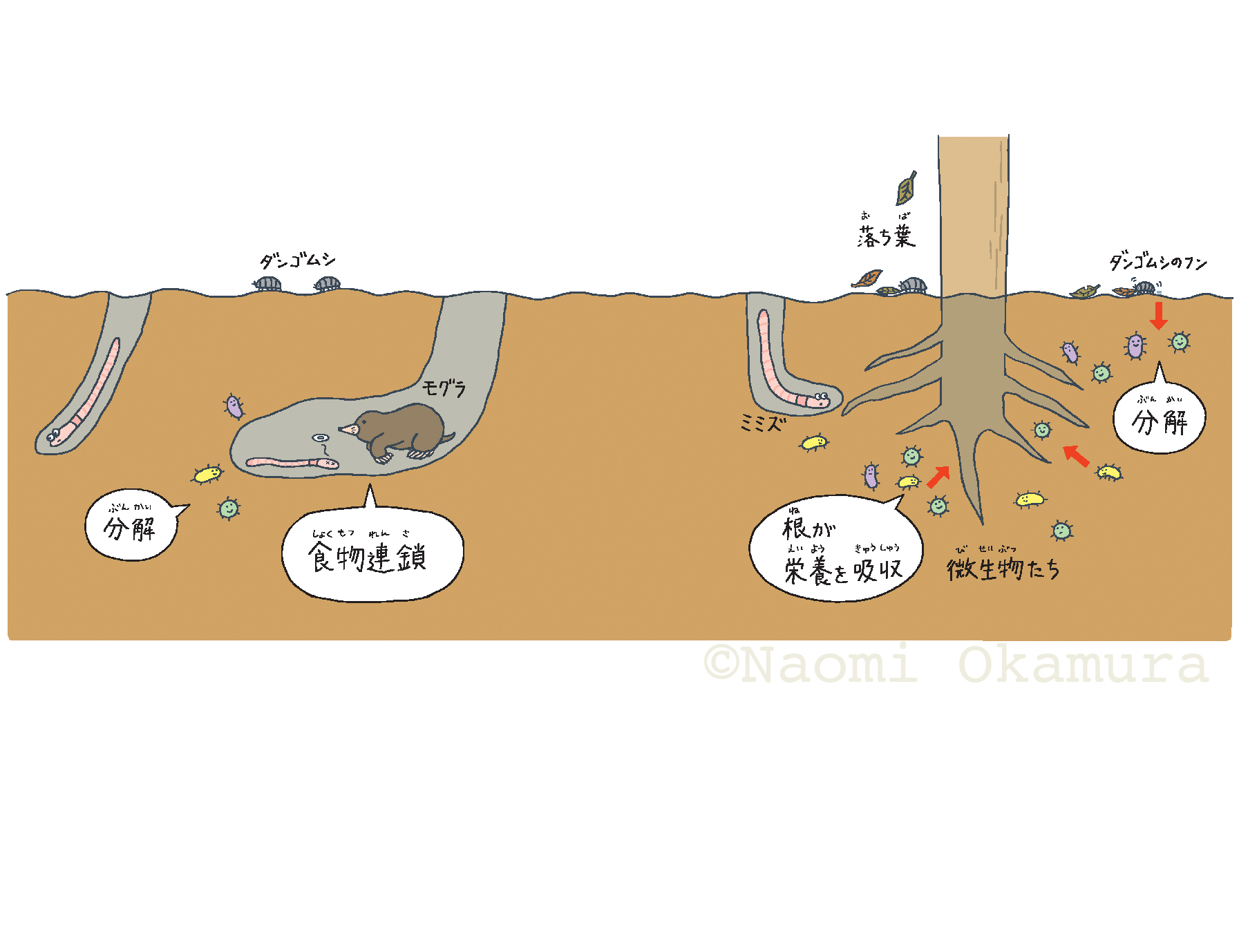 ずかん　根っこ